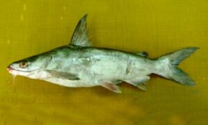 Thinspine sea catfish - Kata (কাঁটা) - Plicofollis layardi - Type: Bonyfish