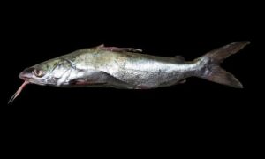 Smooth-headed catfish - Kata nela (কাঁটা নেলা) - Plicofollis nella - Type: Bonyfish