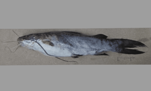 Flatmouth sea catfish - Not known - Plicofollis platystomus - Type: Bonyfish