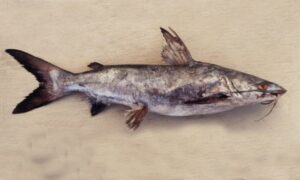 Roughback sea catfish - Not known - Plicofollis tonggol - Type: Bonyfish