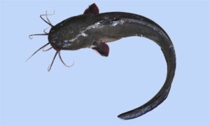 Gray eel-catfish - Sagor magur ( সাগর মাগুর), Gang magur (গ্যাং মাগুর), Kain magur (কাইন মাগুর), Kaun mach (কাউন মাছ) - Plotosus canius - Type: Bonyfish