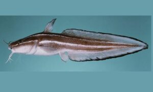 Striped Eel-tailed cat fish, Coral catfish, Striped catfish - Sagor kawun (সাগর কাউন), Dorakaun ( ডোরাকাউন) - Plotosus lineatus - Type: Bonyfish