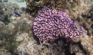 Cauliflower coral - Not Known. - Pocillopora damicornis - Type: Hardcorals