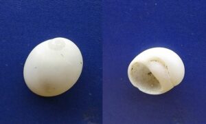 Pear-shaped moon snail - - Polinices mammilla - Type: Sea_snails