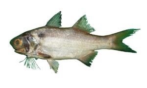 Arabian blackspot threadfin - Lakhua (লাখুয়া) - Polydactylus mullani - Type: Bonyfish