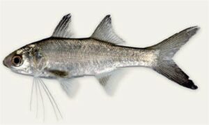 Striped Threadfin, Common Threadfin, Common Tassel Fish - Lakhua (লাখুয়া), Choto lakhua (ছোট লাখুয়া) - Polydactylus plebeius - Type: Bonyfish