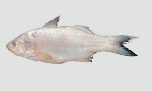 Blackspot Threadfin - Kalofota tailla (কালোফোঁটা তাইল্লা), Kala tailla (কালা তাইল্লা), Sona tailla (সোনা তাইল্লা) - Polydactylus sextarius - Type: Bonyfish
