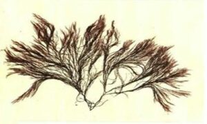 Not Known - Not Known - Polysiphonia mollis - Type: Seaweeds