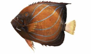 Blue ringed angelfish - Dudhkomol (দুধকমল), Neel dora pori (নীল ডোরা পরী) - Pomacanthus annularis - Type: Bonyfish