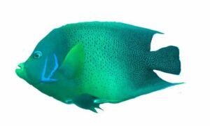 Semicircle Angelfish, Blue Angle Fish - Kala Dudhkomol ( কালা দুধকমল) - Pomacanthus semicirculatus - Type: Bonyfish