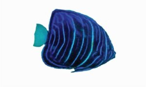 Sixbar angelfish - Chhoy dagi Dudhkomol(ছয় দাগী দুধকমল) - Pomacanthus sexstriatus - Type: Bonyfish