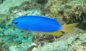 Neon damselfish - Pettoli (পেট্টোলি) - Pomacentrus coelestis - Type: Bonyfish