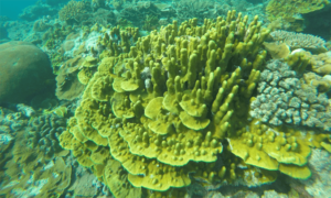 Lichen coral - Not Known. - Porites lichen - Type: Hardcorals