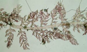 Not Known - Not Known - Porolithon onkodes - Type: Seaweeds