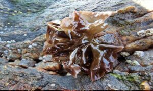 Laver, Hard laver - Not Known - Porphyra umbilicalis - Type: Seaweeds