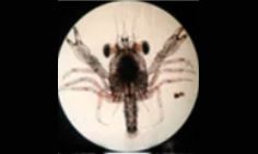 Not Known - Not Known - Portunus pelagicus - Type: Zooplankton