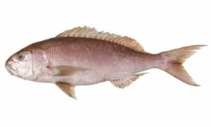 Crimson jobfish - Lal mach (লাল মাছ) - Pristipomoides filamentosus - Type: Bonyfish