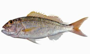 Goldbanded jobfish - Lal machh (লাল মাছ), Sonali Koral (সোনালি কোরাল), Karua koral (কারুয়া কোরাল) - Pristipomoides multidens - Type: Bonyfish