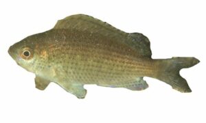 Gulf Damselfish - Pettoli (পেট্টোলি) - Pristotis obtusirostris - Type: Bonyfish