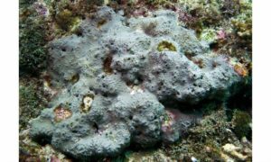 Sandpaper coral - Not Known. - Psammocora nierstraszi - Type: Hardcorals