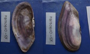 Bertins sanguin - Kalo zhinuk (কালো ঝিনুক) - Psammotella bertini - Type: Bivalve