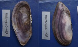 Not known - Not known - Psammotella cruenta - Type: Bivalve