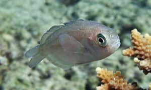Banded Driftfish - Pori mach (পরী মাছ) - Psenes arafurensis - Type: Bonyfish