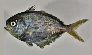 Freckled Driftfish - Chepta pori mach (চ্যাপ্টা পরী মাছ) - Psenes cyanophrys - Type: Bonyfish