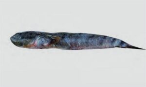 Mud Skipper - Chiring (চিড়িং), Chewa (চেওয়া) - Pseudapocryptes elongatus - Type: Bonyfish