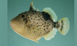 Yellowmargin triggerfish - Shorol ( সরল) - Pseudobalistes flavimarginatus - Type: Bonyfish