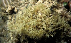 Not Known - Not Known - Pseudochnoospora implexa - Type: Seaweeds