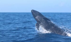 False Killer Whale - - Pseudorca crassidens - Type: Whales