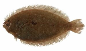 Largetooth flounder - Lombadanti serboti (লম্বাদন্তী সেরবতী), Boro dati chepta mach (বড় দাতি চ্যাপ্টা মাছ) - Pseudorhombus arsius - Type: Bonyfish