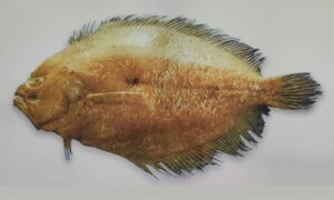 Deep flounder - Fali Serboti (ফালি সেরবতী), Serboti (সেরবতী) - Pseudorhombus elevatus - Type: Bonyfish