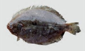Not Known - Chepta mach (চ্যাপ্টা মাছ) - Pseudorhombus javanicus - Type: Bonyfish