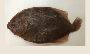 Malayan flounder - Chepta machh (চ্যাপ্টা মাছ) - Pseudorhombus malayanus - Type: Bonyfish