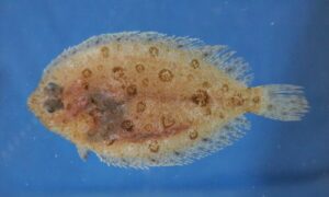 Natal flounders - Not known - Pseudorhombus natalensis - Type: Bonyfish