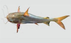 Dusky Catfish, Sona sea catfish - Chai kata machh (চাই কাটা মাছ), Goara mach (গোয়ারা মাছ), Kata Sona (কাঁটা সোনা) - Pseudosciades sona - Type: Bonyfish