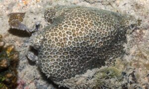 False pillow coral - Not Known. - Pseudosiderastrea tayamai - Type: Hardcorals