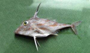 Long-spined tripod fish - Tin Kata Mach (তিন কাটা মাছ), Sukura (সুকুরা), Shuijya(সুইজ্যা) - Pseudotriacanthus strigilifer - Type: Bonyfish