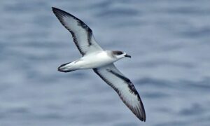Barau’s Petrel - Not Known - Pterodroma baraui - Type: Marine_birds