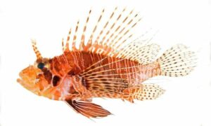 Frillfin turkeyfish - Rongila (রঙ্গিলা) - Pterois mombasae - Type: Bonyfish