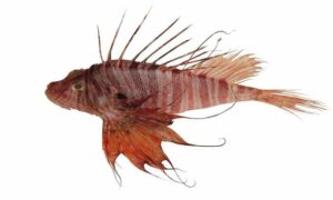Plaintail turkeyfish, Russell's Firefish - Rongila (রঙ্গিলা), Kura mach (কুরা মাছ) - Pterois russelii - Type: Bonyfish