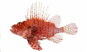 Red lionfish - Rongila (রঙ্গিলা), Singho rongila ( সিংহ রঙ্গিলা) - Pterois volitans - Type: Bonyfish