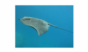 Pelagic stingray,violet stringray - Not Known. - Pteroplatytrygon violacea - Type: Ray