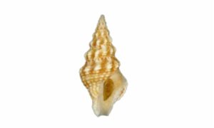 Nodulos Turrid - Kangaroo Shamuk (ক্যাঙ্গারু শামুক) - Ptychobela nodulosa - Type: Sea_snails