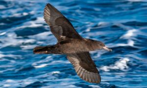 Flesh-footed Shearwater - Not Known - Puffinus carneipes - Type: Marine_birds