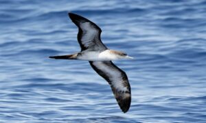 Wedge-tailed Shearwater - Not Known - Puffinus pacificus - Type: Marine_birds