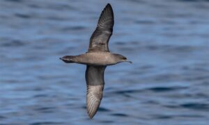 Short-tailed Shearwater - Not Known - Puffinus tenuirostris - Type: Marine_birds