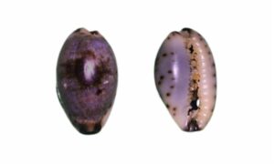 Graceful cowry, Slender cowrie - Patla/Tiger cowrie (পাতলা/টিগার কড়ি) - Purpuradusta gracilis - Type: Sea_snails
